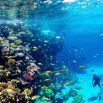 Underwater scene with colorful fish and coral reefs.