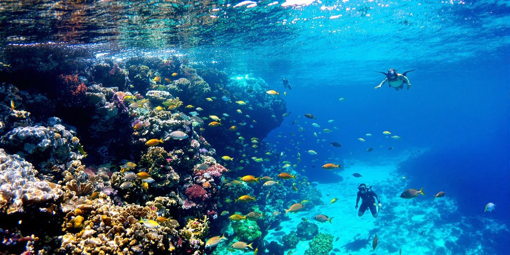 Underwater scene with colorful fish and coral reefs.