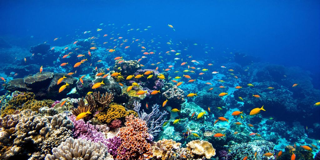 Colorful coral reef with diverse fish in Raja Ampat.